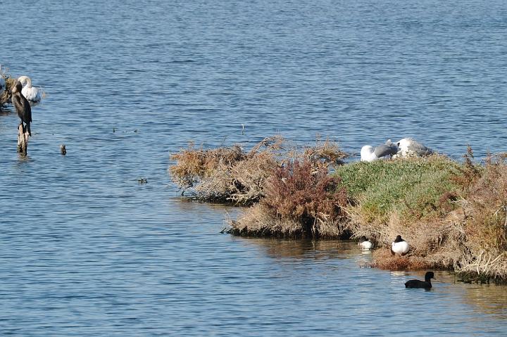 2Saline di Augusta 16.1.2011 (17).jpg